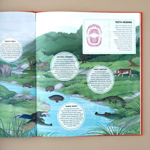 open-book-showing-illustrations-of-a-river-with-crocodiles-and-tigers-and-text-about-teeth